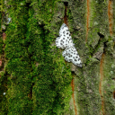 cheez-wizzard avatar