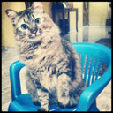 cheeze-and-sprinklez avatar