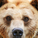 cheezeup-blog avatar