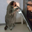 chef-raccoon avatar