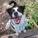 chekhovsclaymore avatar