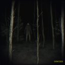 cheliceraes-arboretum avatar