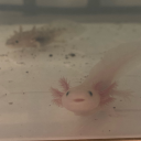 chellybakewell avatar