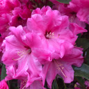 chellywellybelle avatar