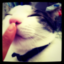 chelsea-cat-aru avatar