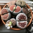 chelseagutzman avatar