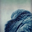 chemococktailonthehouse avatar