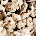 cherrry-blossom avatar