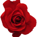 cherry-blossomblog avatar