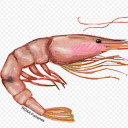 cherry-shrimp avatar