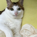 cherryblossompower avatar