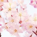 cherryblossoms121314 avatar