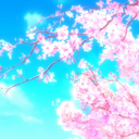 cherryblossomsinspring avatar