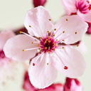 cherrycordial avatar