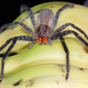 cherrylaceddreams avatar