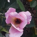 cherrylips192410 avatar