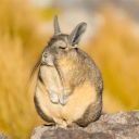 cherrynotdairy avatar