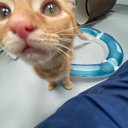 cherrypickedlines avatar