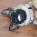 cherryrottenhaji avatar