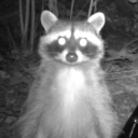 cherryseabunnies avatar