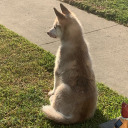 cherryshapeshifter avatar