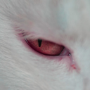 cherubicdread avatar