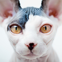 cheshire-catt avatar