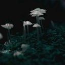 cheshirecat-11 avatar