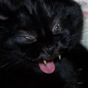 cheshiretheumbranwitch avatar