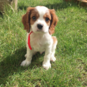 chester-the-cavalier avatar