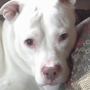 chevy-chick-73 avatar