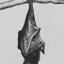 chewbaccafoundmycornflakes avatar