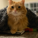 chewbaccalovesbooks1319 avatar