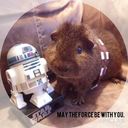 chewbaccapig-blog avatar