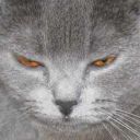 chewbaccastolemycool avatar