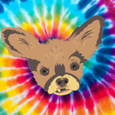 chewbaccathechihuahua avatar