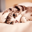 chezcats-blog avatar