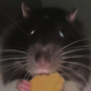chezittherat1 avatar