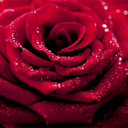 chiarabianchinomodel avatar