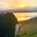 chibipandaao3 avatar