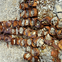 chicago-anchorite avatar