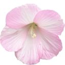 chicamedusita avatar