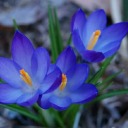 chichiocy0401 avatar