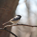 chickadeedeee avatar