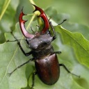 chicken-from-the-future avatar