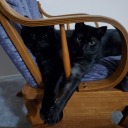 chicken-gods-blog avatar