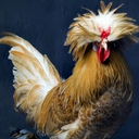 chicken-jesus avatar