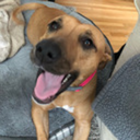 chicken-mitten avatar