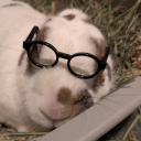 chicken-n-biscuits avatar