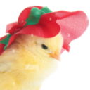 chicken-offical avatar